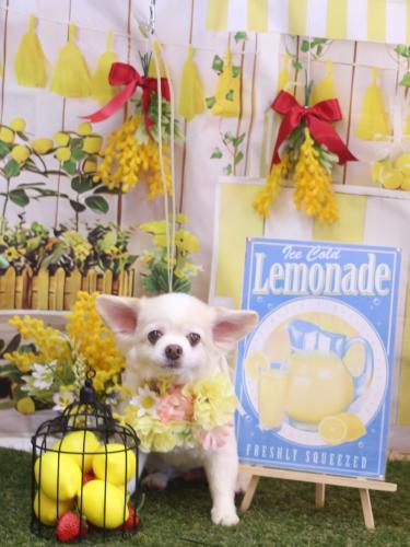 20240416ななちゃん